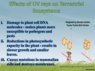 i.   Damage to plant cell DNA
     molecules - makes plants more
     susceptible to pathogens and
     pests
ii. Reductions in photosynthetic
     capacity in the plant - results in
     slower growth and smaller
     leaves.
iii. Causes mutations in mammalian
     cells and destroys membranes.
 