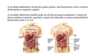 A cavidade abdominal é divida por quatro planos: dois horizontais e dois verticais,
delimitando as seguintes regiões.
A cavidade abdominal também pode ser divida em quatro quadrantes. A partir do
plano mediano (vertical), seguindo o trajeto da linha alba e o plano transumbilical
(horizontal) entre L3 e L4.
 