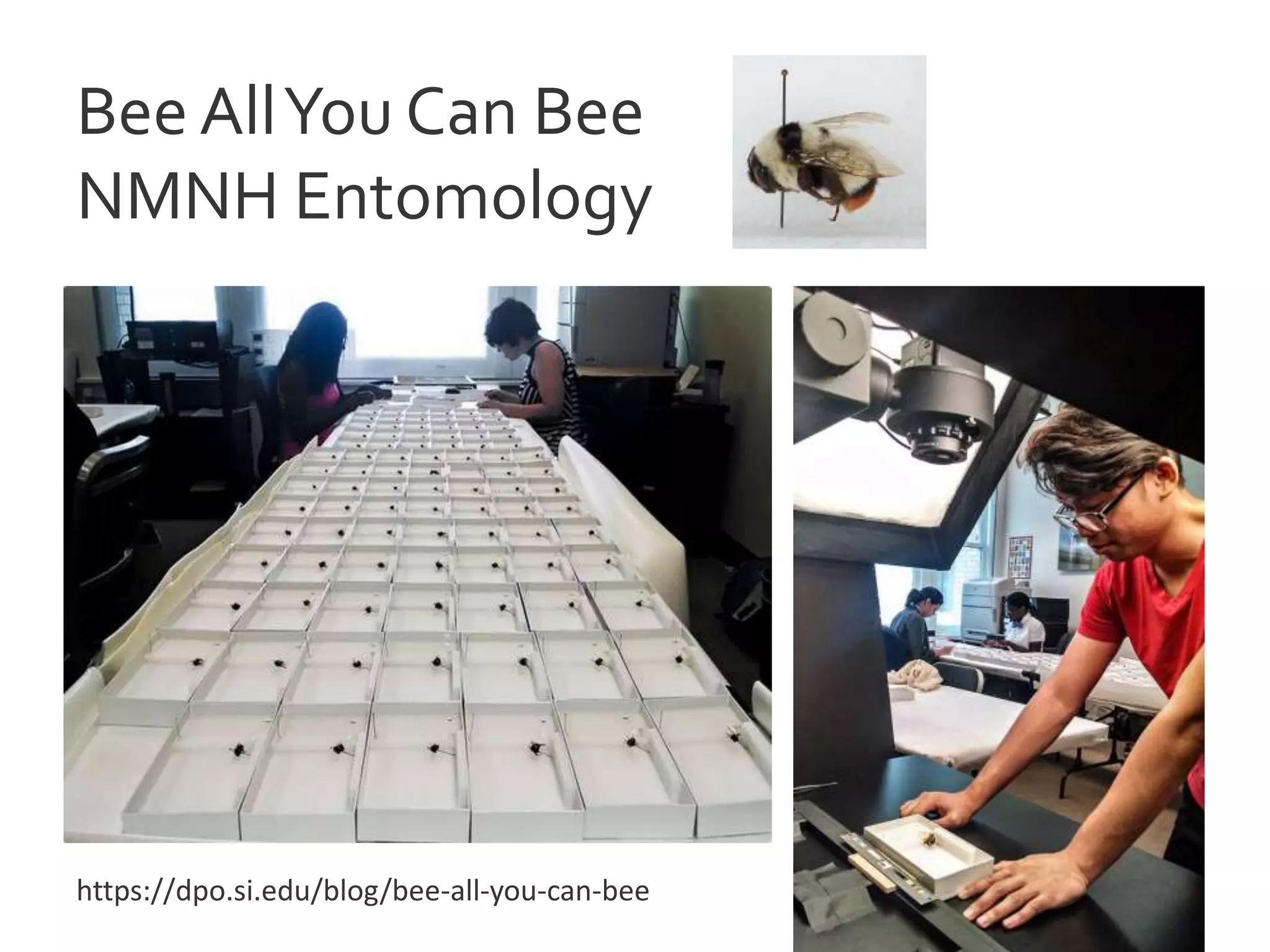 Bee AllYou Can Bee
NMNH Entomology
https://dpo.si.edu/blog/bee-all-you-can-bee
 