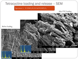 Tetracycline loading and release –SEM 
Before loading 
After TTC loading 
Specimen 1: 0.55SiO2•0.41CaO•0.04P2O5  