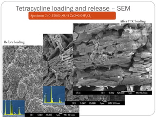 Tetracycline loading and release –SEM 
Before loading 
After TTC loading 
Specimen 2: 0.55SiO2•0.41CaO•0.04P2O5  