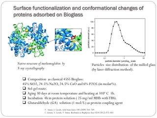 Surface functionalizationand conformational changes of proteins adsorbed on Bioglass 
Native structure of methemoglobinby 
X-ray crystallography 
Composition as classical 45S5 Bioglass: 
45% SiO2, 24.5% Na2O, 24.5% CaOand 6% P2O5 (in molar%). 
Sol-gel route. 
Aging 30 days at room temperature and heating at 310º C 1h. 
Incubation 4h in protein solution ( 25 mg/ml MHbwith TBS). 
Glutaraldehyde(GA) solution (1 mol/L) as protein coupling agent 
Particles size distribution of the milled glass (by laser diffraction method). 
V. Simon, S. Cavalu, Solid State Ionics 180 (2009) 764–769. 
C. Gruian, S. Cavalu, V. Simon, Biochimicaet BiophysicaActa1824 (2012) 873–881  