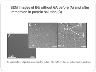 SEM images of BG without GA before (A) and after immersion in protein solution (C) 
An uniform layer of protein covers the BG surface; the NaClcrystals are not covered by proteins.  