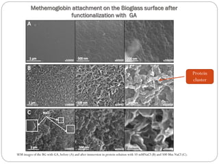 Methemoglobinattachment on the Bioglasssurface after functionalizationwith GA 
SEM images of the BG with GA, before (A) and after immersion in protein solution with 10 mMNaCl(B) and 500 Mm NaCl(C). 
Protein cluster  