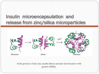 Insulin microencapsulation and release from zinc/silica microparticles 
In the presence of zinc ions, insulin dimersassociate into hexamerswith greater stability.  