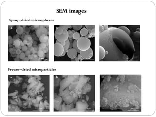 SEM imagesSpray –dried microspheres Freeze –dried microparticles  