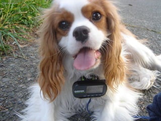 CCCC
:Flickr:pmtorrone:Flickr:pmtorrone
 