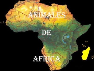 ANIMALES  DE  AFRICA 