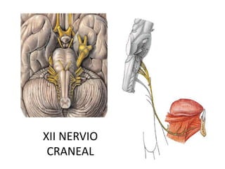 Simpatico cervical y pares craneales 9 a 12.pptx