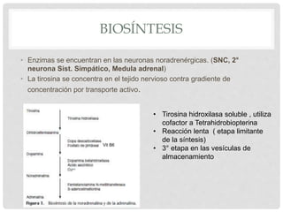 BIOSÍNTESIS
• Enzimas se encuentran en las neuronas noradrenérgicas. (SNC, 2°
neurona Sist. Simpático, Medula adrenal)
• La tirosina se concentra en el tejido nervioso contra gradiente de
concentración por transporte activo.
• Tirosina hidroxilasa soluble , utiliza
cofactor a Tetrahidrobiopterina
• Reacción lenta ( etapa limitante
de la síntesis)
• 3° etapa en las vesículas de
almacenamiento
Vit B6
 