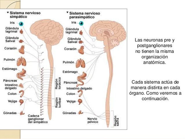 Sistema Nervioso Simpático y Parasimpático