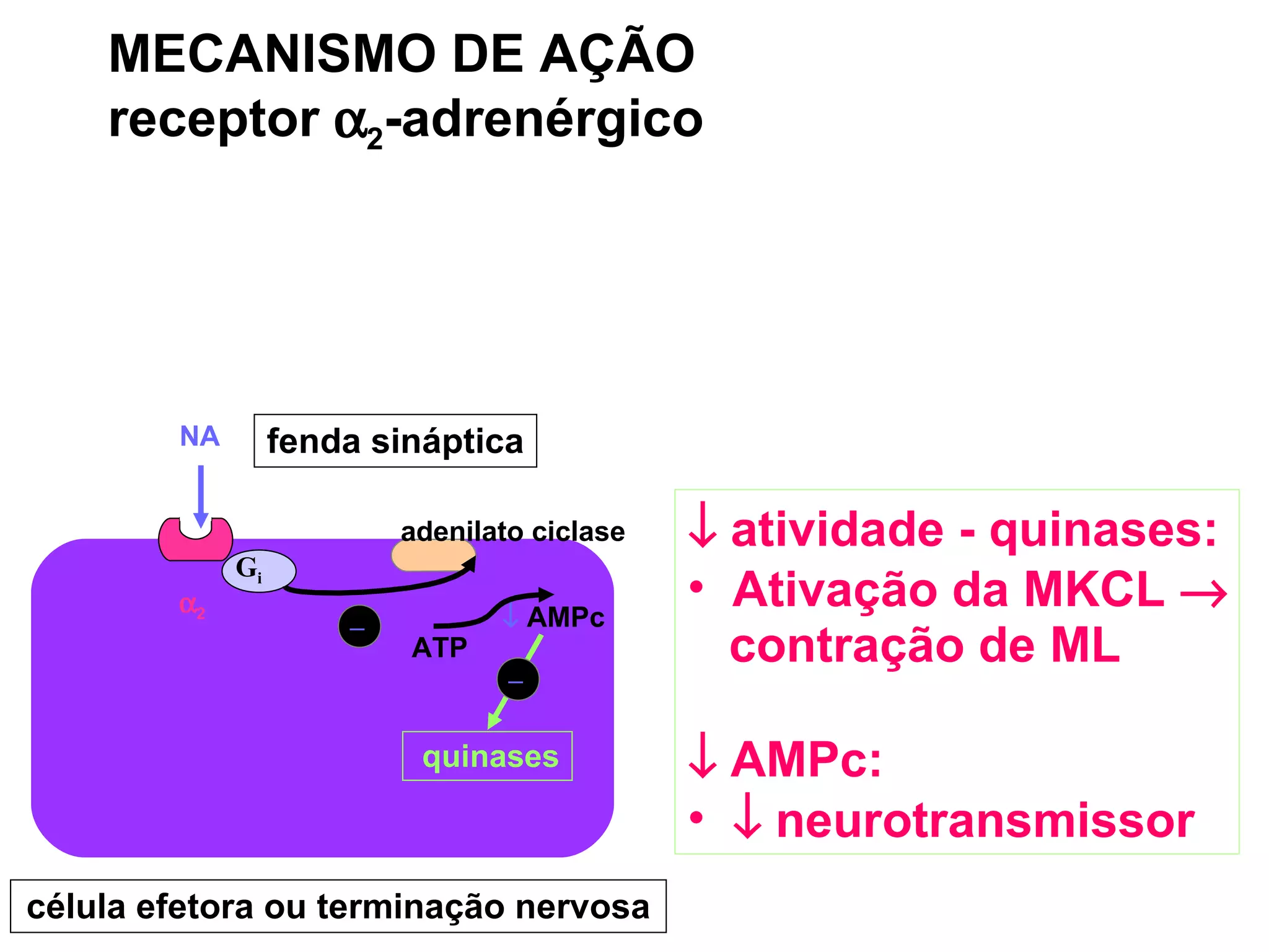 MECANISMO DE AÇÃO receptor   2 -adrenérgico    atividade - quinases: Ativação da MKCL   contração de ML    AMPc:    neurotransmissor quinases  2 G i célula efetora ou terminação nervosa adenilato ciclase NA fenda sináptica ATP    AMPc – –  
