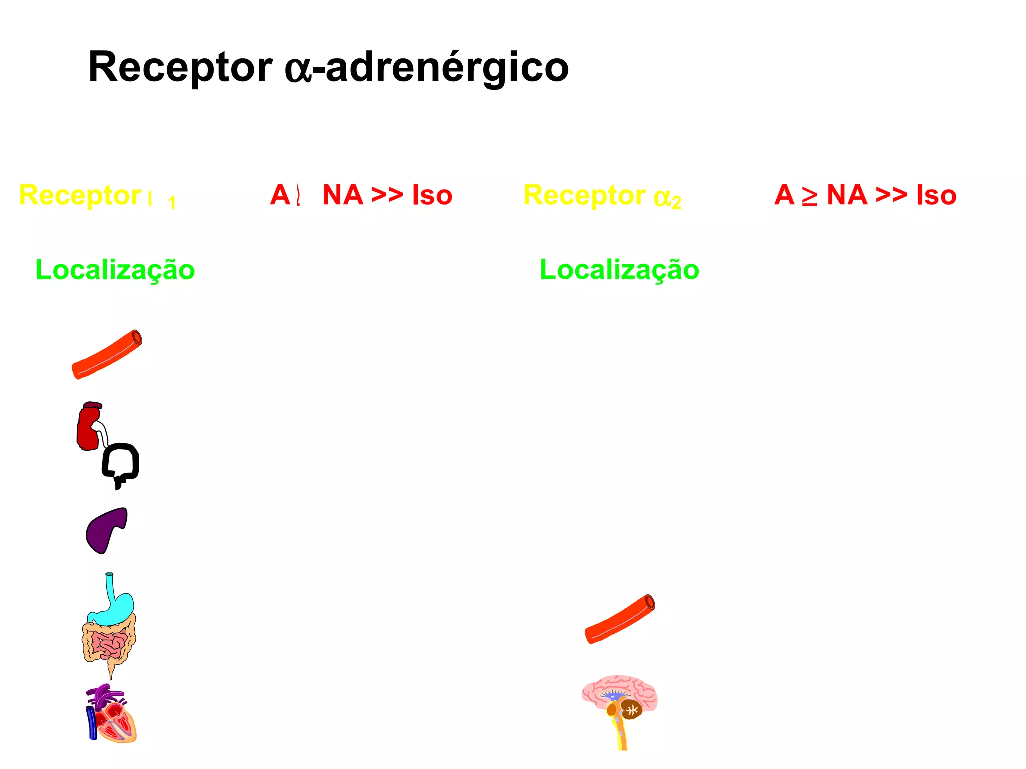 Receptor   -adrenérgico 