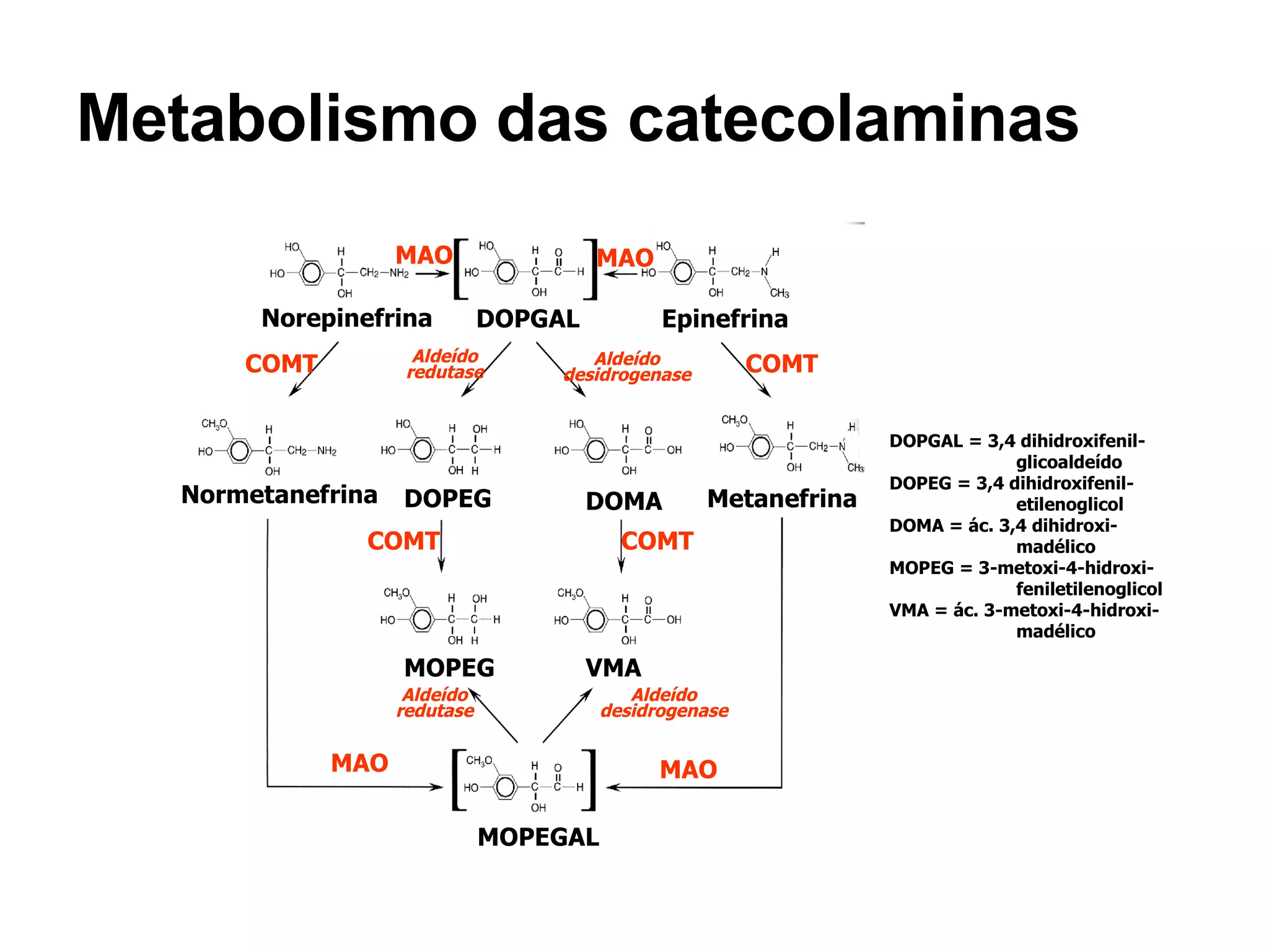 Metabolismo das catecolaminas DOPGAL = 3,4 dihidroxifenil- glicoaldeído DOPEG = 3,4 dihidroxifenil- etilenoglicol DOMA = ác. 3,4 dihidroxi- madélico MOPEG = 3-metoxi-4-hidroxi- feniletilenoglicol VMA = ác. 3-metoxi-4-hidroxi- madélico Norepinefrina Epinefrina DOPGAL Normetanefrina DOMA DOPEG Metanefrina MAO MAO COMT COMT Aldeído redutase Aldeído desidrogenase COMT COMT Aldeído redutase Aldeído desidrogenase MOPEG VMA MOPEGAL MAO MAO 