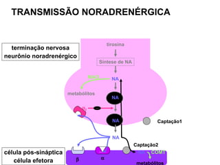 TRANSMISSÃO NORADRENÉRGICA NA NA NA    2 célula pós-sináptica célula efetora terminação nervosa neurônio noradrenérgico tirosina Síntese de NA Captação1 metabólitos MAO – Captação2 NA COMT metabólitos NA 