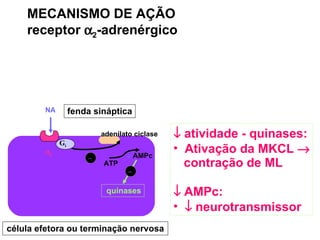 MECANISMO DE AÇÃO receptor   2 -adrenérgico    atividade - quinases: Ativação da MKCL   contração de ML    AMPc:    neurotransmissor quinases  2 G i célula efetora ou terminação nervosa adenilato ciclase NA fenda sináptica ATP    AMPc – –  