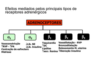 Efeitos mediados pelos principais tipos de receptores adrenérgicos ADRENOCEPTORES  1  2  1  2 Vasoconstricção  RVP -   PA Contração de esfincters Midríase Taquicardia  DC Lipólise  secr. Renina Vasodilatação - RVP Broncodilatação Relaxamento M. uterina  liberação Insulina  Lib. NE  Lib. Insulina  3 