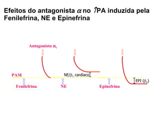 Efeitos do antagonista    no   PA induzida pela Fenilefrina, NE e Epinefrina Antagonista   1 PAM Fenilefrina NE Epinefrina NE/  1  cardíaco EPI (  2 )  