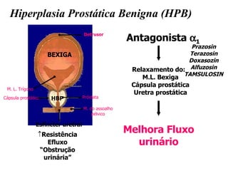 Hiperplasia Prostática Benigna (HPB) Resistência Efluxo “ Obstrução urinária” Detrusor Próstata M. do assoalho pélvico Esfíncter uretral  Cápsula prostática M. L. Trígono HBP Antagonista   1 Melhora Fluxo urinário Prazosin Terazosin Doxasozin Alfuzosin TAMSULOSIN BEXIGA Relaxamento do: M.L. Bexiga Cápsula prostática Uretra prostática 