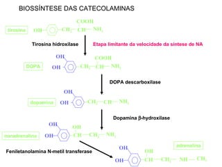 BIOSSÍNTESE DAS CATECOLAMINAS tirosina noradrenalina dopamina DOPA DOPA descarboxilase Tirosina hidroxilase Dopamina   -hydroxilase Etapa limitante da velocidade da síntese de NA adrenalina Feniletanolamina N-metil transferase OH CH 2 CH NH 2 COOH OH OH CH 2 CH NH 2 COOH OH OH CH CH 2 NH 2 OH OH OH CH CH 2 NH OH CH 3 OH OH CH 2 CH NH 2 COOH COOH 
