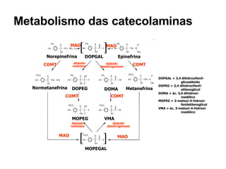 Metabolismo das catecolaminas DOPGAL = 3,4 dihidroxifenil- glicoaldeído DOPEG = 3,4 dihidroxifenil- etilenoglicol DOMA = ác. 3,4 dihidroxi- madélico MOPEG = 3-metoxi-4-hidroxi- feniletilenoglicol VMA = ác. 3-metoxi-4-hidroxi- madélico Norepinefrina Epinefrina DOPGAL Normetanefrina DOMA DOPEG Metanefrina MAO MAO COMT COMT Aldeído redutase Aldeído desidrogenase COMT COMT Aldeído redutase Aldeído desidrogenase MOPEG VMA MOPEGAL MAO MAO 