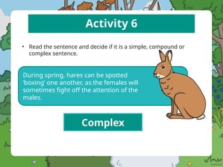 Activity 6
• Read the sentence and decide if it is a simple, compound or
complex sentence.
During spring, hares can be spotted
‘boxing’ one another, as the females will
sometimes fight off the attention of the
males.
Complex
 