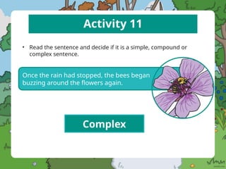 Activity 11
• Read the sentence and decide if it is a simple, compound or
complex sentence.
Once the rain had stopped, the bees began
buzzing around the flowers again.
Complex
 
