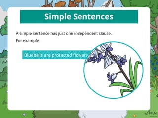 Simple Sentences
A simple sentence has just one independent clause.
For example:
Bluebells are protected flowers.
 