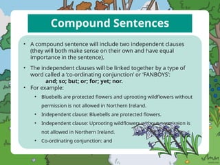 Compound Sentences
• A compound sentence will include two independent clauses
(they will both make sense on their own and have equal
importance in the sentence).
• The independent clauses will be linked together by a type of
word called a ‘co-ordinating conjunction’ or ‘FANBOYS’:
and; so; but; or; for; yet; nor.
• For example:
• Bluebells are protected flowers and uprooting wildflowers without
permission is not allowed in Northern Ireland.
• Independent clause: Bluebells are protected flowers.
• Independent clause: Uprooting wildflowers without permission is
not allowed in Northern Ireland.
• Co-ordinating conjunction: and
 