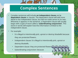 Complex Sentences
• Complex sentences will include an independent clause and a
dependent clause or clauses. The dependent clause will add more
detail to the independent clause, but will not make sense on its own.
Wherever it appears in the sentence, a Dependent clause will usually
begin with a type of word called a ‘subordinating conjunction’. This
word or words will explain how the information is linked to the
independent clause.
• For example:
• It is illegal to intentionally pick, uproot or destroy bluebells because
they are protected flowers.
• Independent clause: It is illegal to intentionally pick, uproot or
destroy bluebells.
• Dependent clause: they are protected flowers.
• Subordinating conjunction: because
 