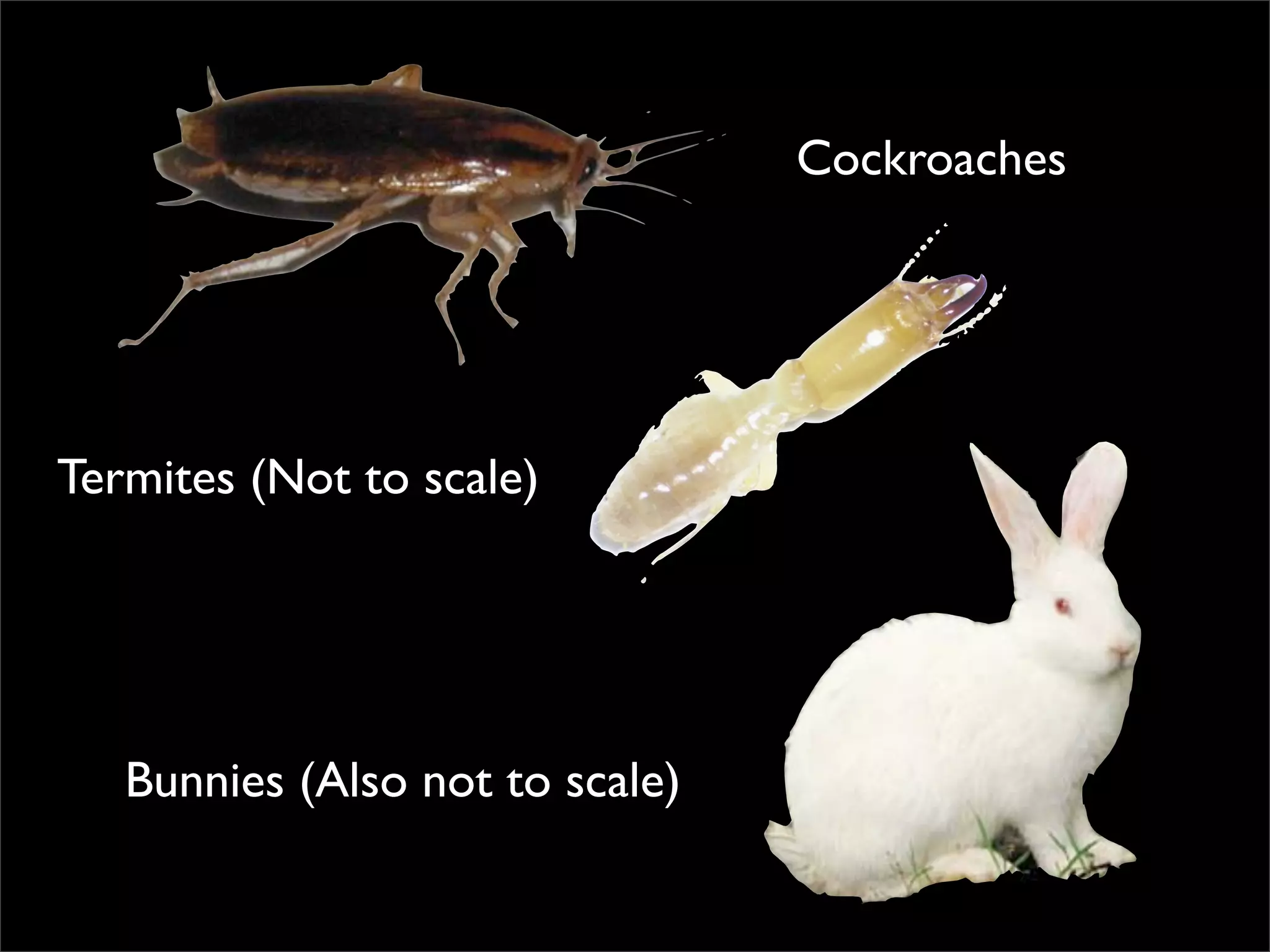 Simple Photo Processing and Web Display with Perl