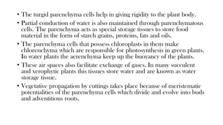 • The turgid parenchyma cells help in giving rigidity to the plant body.
• Partial conduction of water is also maintained through parenchymatous
cells. The parenchyma acts as special storage tissues to store food
material in the form of starch grains, proteins, fats and oils.
• The parenchyma cells that possess chloroplasts in them make
chlorenchyma which are responsible for photosynthesis in green plants.
In water plants the aerenchyma keep up the buoyancy of the plants.
• These air spaces also facilitate exchange of gases. In many succulent
and xerophytic plants this tissues store water and are known as water
storage tissue.
• Vegetative propagation by cuttings takes place because of meristematic
potentialities of the parenchyma cells which divide and evolve into buds
and adventitious roots.
 