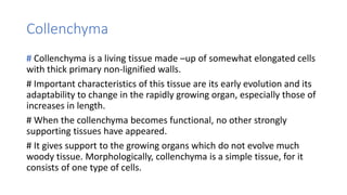 Collenchyma
# Collenchyma is a living tissue made –up of somewhat elongated cells
with thick primary non-lignified walls.
# Important characteristics of this tissue are its early evolution and its
adaptability to change in the rapidly growing organ, especially those of
increases in length.
# When the collenchyma becomes functional, no other strongly
supporting tissues have appeared.
# It gives support to the growing organs which do not evolve much
woody tissue. Morphologically, collenchyma is a simple tissue, for it
consists of one type of cells.
 