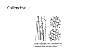Collenchyma
 