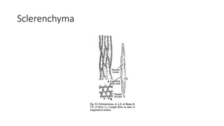 Sclerenchyma
 
