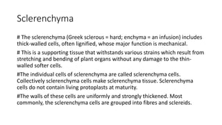 Sclerenchyma
# The sclerenchyma (Greek sclerous = hard; enchyma = an infusion) includes
thick-walled cells, often lignified, whose major function is mechanical.
# This is a supporting tissue that withstands various strains which result from
stretching and bending of plant organs without any damage to the thin-
walled softer cells.
#The individual cells of sclerenchyma are called sclerenchyma cells.
Collectively sclerenchyma cells make sclerenchyma tissue. Sclerenchyma
cells do not contain living protoplasts at maturity.
#The walls of these cells are uniformly and strongly thickened. Most
commonly, the sclerenchyma cells are grouped into fibres and sclereids.
 