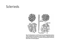 Sclerieds
 