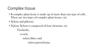 Complex tissue
• A complex plant tissue is made up of more than one type of cells.
There are two types of complex plant tissues, viz.
• Xylem and phloem.
• Xylem: Xylem is composed of four elements, viz.
Tracheids,
vessels,
xylem fibres and
xylem parenchyma.
 