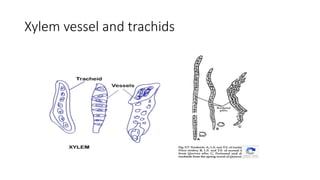 Xylem vessel and trachids
 