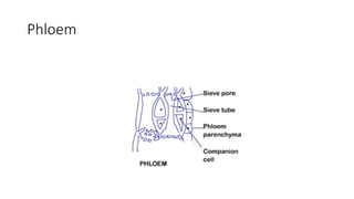 Phloem
 