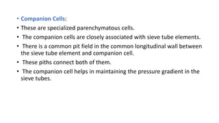 • Companion Cells:
• These are specialized parenchymatous cells.
• The companion cells are closely associated with sieve tube elements.
• There is a common pit field in the common longitudinal wall between
the sieve tube element and companion cell.
• These piths connect both of them.
• The companion cell helps in maintaining the pressure gradient in the
sieve tubes.
 