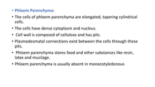 • Phloem Parenchyma:
• The cells of phloem parenchyma are elongated, tapering cylindrical
cells.
• The cells have dense cytoplasm and nucleus.
• Cell wall is composed of cellulose and has pits.
• Plasmodesmatal connections exist between the cells through these
pits.
• Phloem parenchyma stores food and other substances like resin,
latex and mucilage.
• Phloem parenchyma is usually absent in monocotyledonous
 