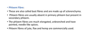 • Phloem Fibre:
• These are also called bast fibres and are made up of sclerenchyma.
• Phloem fibres are usually absent in primary phloem but present in
secondary phloem.
• The phloem fibres are much elongated, unbranched and have
pointed, needle-like apices.
• Phloem fibres of jute, flax and hemp are commercially used.
 
