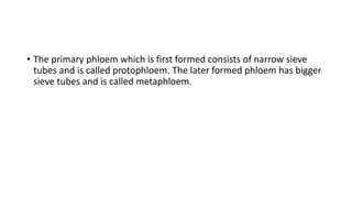 • The primary phloem which is first formed consists of narrow sieve
tubes and is called protophloem. The later formed phloem has bigger
sieve tubes and is called metaphloem.
 