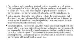 • Parenchyma makes up large parts of various organs in several plants.
Pith, mesophyll of leaves, the pulp of fruits, endosperm of seeds, cortex
of stems and roots, and other organs of plants consists mainly of
parenchyma. The parenchyma cells also exist in xylem and phloem.
• In the aquatic plants, the parenchyma cells in the cortex contain well
developed air spaces (intercellular spaces) and such tissue is known as
aerenchyma. Parenchyma may be specialized as water storage tissue in
many succulent and xerophytic plants.
• In several plants, chlorophyll-free, thin-walled and water-turgid cells are
found which represent water storage tissue. When the parenchyma cells
are exposed to light they develop chloroplasts in them, and this tissue is
known as chlorenchyma. The chlorenchyma contains well developed
aerating system. Intercellular spaces are abundant in the photosynthetic
parenchyma (chlorenchyma) of stems too.
 