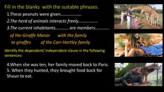 Fill in the blanks with the suitable phrases:
1.These peanuts were given……………….
2.The herd of animals interacts freely……………..
3.The current inhabitants………… are members............
of the Giraffe Manor with the family
to giraffes of the Carr-Hartley family
Identify the dependent/ independent clause in the following
sentences:
4.When she was ten, her family moved back to Paris.
5. When they hunted, they brought food back for
Shaun to eat.
 