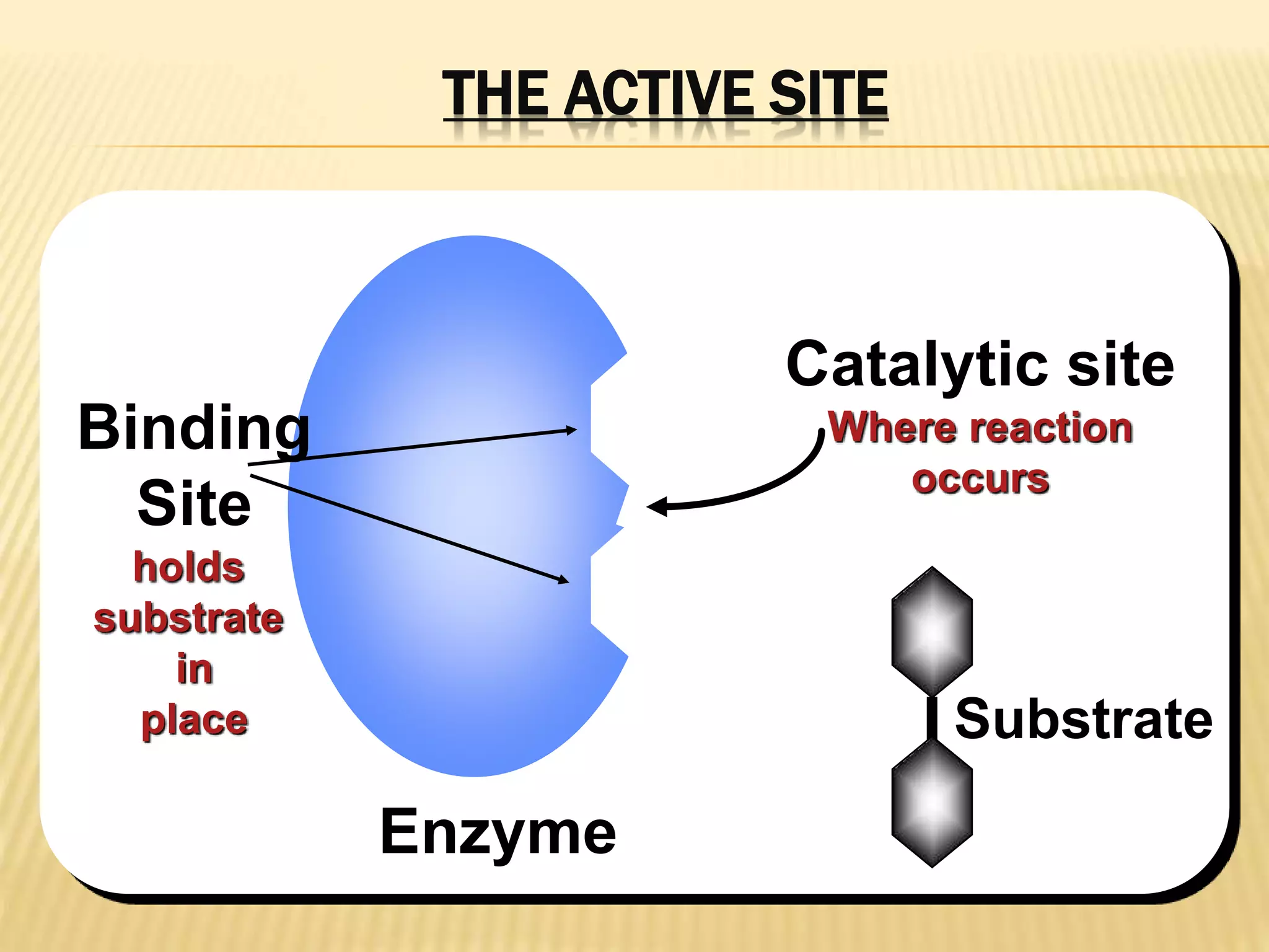 Catalytic site
Where reaction
occurs
Binding
Site
holds
substrate
in
place Substrate
Enzyme
THE ACTIVE SITE
 