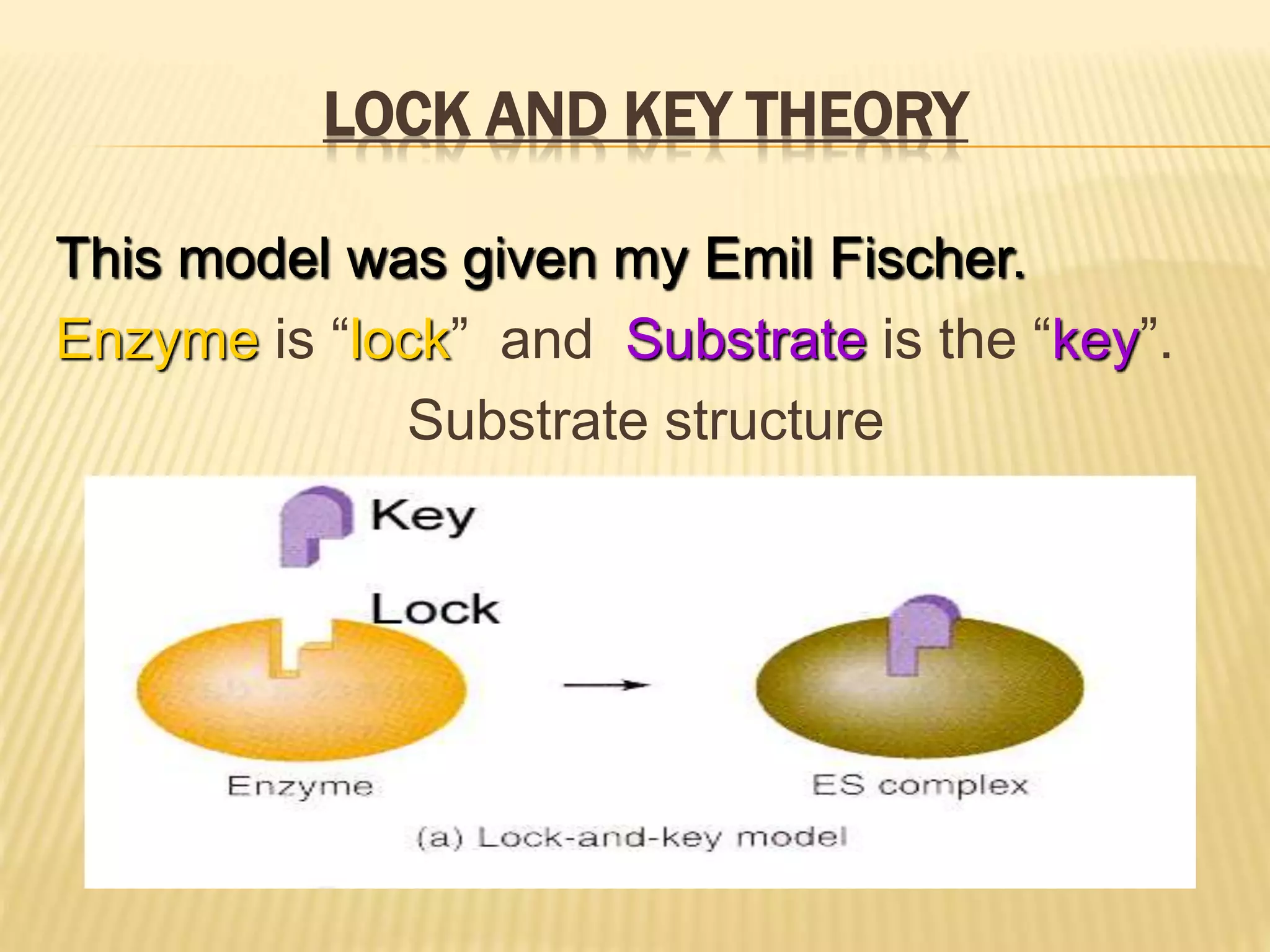 LOCK AND KEY THEORY
This model was given my Emil Fischer.
Enzyme is “lock” and Substrate is the “key”.
Substrate structure
must fit into enzyme’s structure.
 