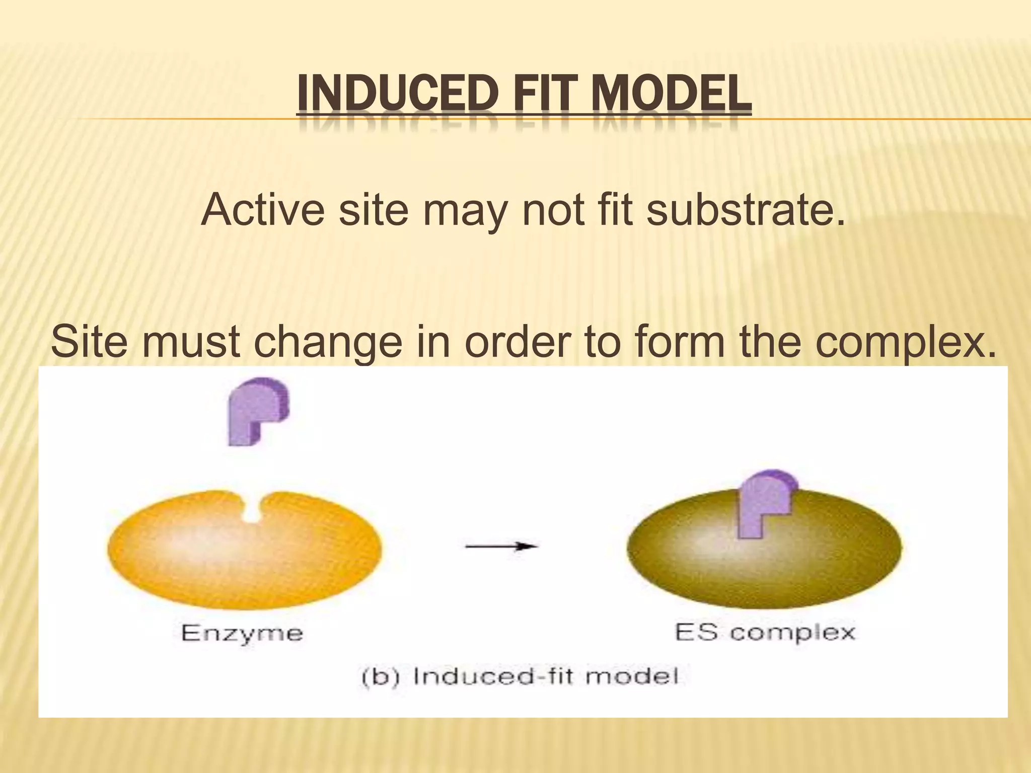 INDUCED FIT MODEL
Active site may not fit substrate.
Site must change in order to form the complex.
 