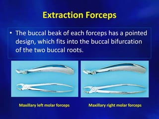 Extraction Forceps
• The buccal beak of each forceps has a pointed
  design, which fits into the buccal bifurcation
  of the two buccal roots.




   Maxillary left molar forceps   Maxillary right molar forceps
 